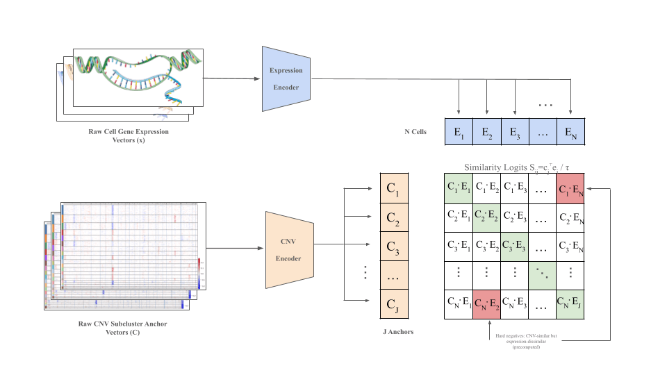 Contrastive pretraining schematic — expression and CNV embeddings aligned in a shared latent space.